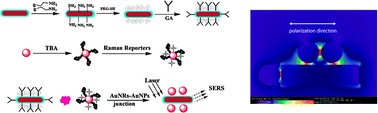 Graphical abstract: SERS aptasensor from nanorod–nanoparticle junction for protein detection