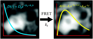 Graphical abstract: Global analysis of Förster resonance energy transfer in live cells measured by fluorescence lifetime imaging microscopy exploiting the rise time of acceptor fluorescence