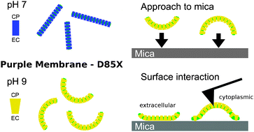 Graphical abstract: Bending of purple membranes in dependence on the pH analyzed by AFM and single molecule force spectroscopy