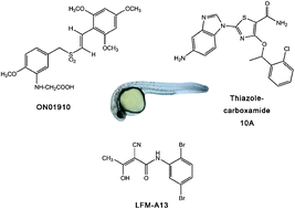 Graphical abstract: Genetic approach to evaluate specificity of small molecule drug candidates inhibiting PLK1 using zebrafish