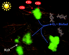 Graphical abstract: Design of photochemical materials for carbohydrate production via the immobilisation of whole plant cells into a porous silica matrix