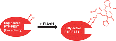 Graphical abstract: Chemical rescue of protein tyrosine phosphatase activity