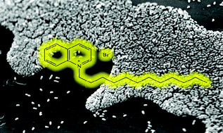 Graphical abstract: Antimicrobial and antibiofilm activities of 1-alkylquinolinium bromide ionic liquids