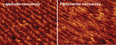 Graphical abstract: Protein nanoarrays on a highly-oriented lamellar surface