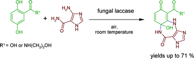 Graphical abstract: Enzymatic cyclizations using laccases: Multiple bond formation between dihydroxybenzoic acid derivatives and aromatic amines