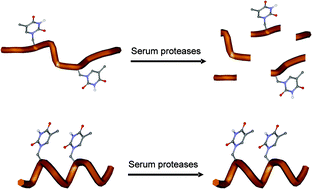 Graphical abstract: Replacement of Ala by Aib improves structuration and biological stability in thymine-based α-nucleopeptides