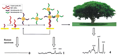 Graphical abstract: Sub-attomolar HIV-1 DNA detection using surface-enhanced Raman spectroscopy