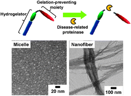 Graphical abstract: Proteinase-mediated drastic morphological change of peptide–amphiphile to induce supramolecular hydrogelation