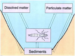 Graphical abstract: A biogeochemical approach to understanding the accumulation patterns of trace elements in three species of dragonfly larvae: evaluation as biomonitors