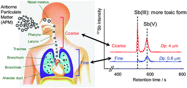 Graphical abstract: Concentration distributions of dissolved Sb(III) and Sb(V) species in size-classified inhalable airborne particulate matter