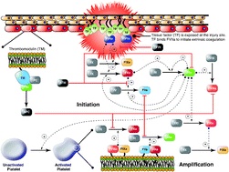 Graphical abstract: Ensembles of uncertain mathematical models can identify network response to therapeutic interventions