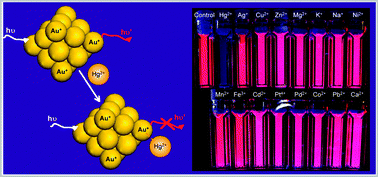 Graphical abstract: Highly selective and ultrasensitive detection of Hg2+ based on fluorescence quenching of Au nanoclusters by Hg2+–Au+ interactions