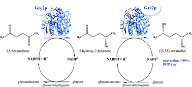 Graphical abstract: Highly efficient and stereoselective biosynthesis of (2S,5S)-hexanediol with a dehydrogenase from Saccharomyces cerevisiae
