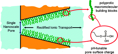 Graphical abstract: Proton -regulated rectified ionic transport through solid-state conical nanopores modified with phosphate-bearing polymer brushes