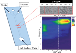 Graphical abstract: Morphology-based assessment of Cd2+ cytotoxicity using microfluidic image cytometry (μFIC)