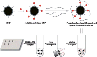 Graphical abstract: Rapid enrichment and determination of phosphopeptides using bacterial magnetic particles via both strong and weak interactions