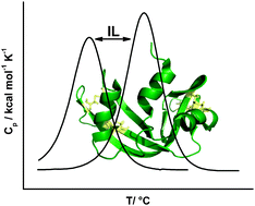 Graphical abstract: Patterns of protein unfolding and protein aggregation in ionic liquids