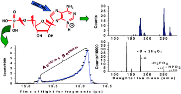 Graphical abstract: Sub-microsecond photodissociation pathways of gas phase adenosine 5′-monophosphate nucleotide ions