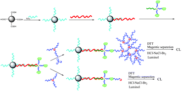 Graphical abstract: Chemiluminescence DNA biosensor based on dual-amplification of thrombin and thiocyanuric acid-gold nanoparticle network