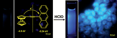 Graphical abstract: A highly specific ferrocene-based fluorescent probe for hypochlorous acid and its application to cell imaging