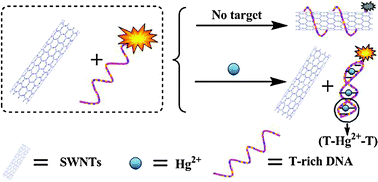 Graphical abstract: Carbon nanotube–DNA hybrid fluorescent sensor for sensitive and selective detection of mercury(ii) ion