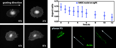 Graphical abstract: Deformation of stem cell nuclei by nanotopographical cues