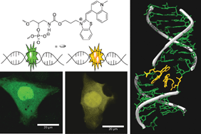 Graphical abstract: Imaging of RNA delivery to cells by thiazole orange as a fluorescent RNA base substitution