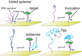 Graphical abstract: Re-engineering aptamers to support reagentless, self-reporting electrochemical sensors