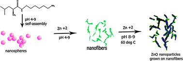 Graphical abstract: Self-assembled nanofibers from leucine derived amphiphiles as nanoreactors for growth of ZnO nanoparticles