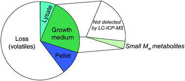 Graphical abstract: Selenium metabolism in hepatocytes incubated with selenite, selenate, selenomethionine, Se-methylselenocysteine and methylseleninc acid and analysed by LC-ICP-MS
