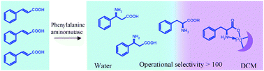 Graphical abstract: Enantiomerically pure β-phenylalanine analogues from α–β-phenylalanine mixtures in a single reactive extraction step