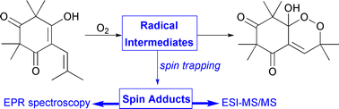 Graphical abstract: A combined spin trapping/EPR/mass spectrometry approach to study the formation of a cyclic peroxide by dienolic precursor autoxidation