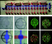 Graphical abstract: Microfluidic cell culture systems for drug research