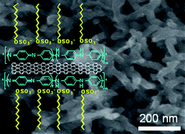 Graphical abstract: Polyaniline-coated single-walled carbon nanotubes: synthesis, characterization and impact on primary immune cells