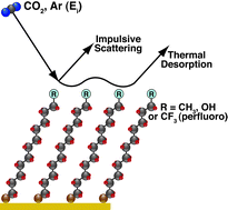 Graphical abstract: Gas–surface energy exchange and thermal accommodation of CO2 and Ar in collisions with methyl, hydroxyl, and perfluorinated self-assembled monolayers