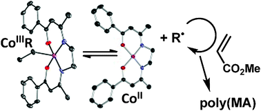 Graphical abstract: Controlled radical polymerisation of methyl acrylate initiated by a well-defined cobalt alkyl complex