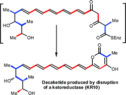 Graphical abstract: Isolation and characterisation of amphotericin B analogues and truncated polyketide intermediates produced by genetic engineering of Streptomyces nodosus