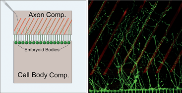 Graphical abstract: Combined microfluidics/protein patterning platform for pharmacological interrogation of axon pathfinding