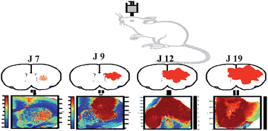 Graphical abstract: Screening of biochemical/histological changes associated to C6 glioma tumor development by FTIR/PCA imaging