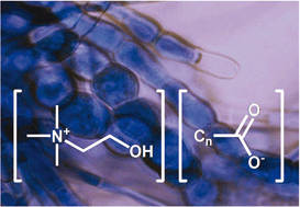 Graphical abstract: Novel biocompatible cholinium-based ionic liquids—toxicity and biodegradability