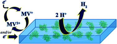 Graphical abstract: High level of hydrogen production activity achieved for hydrogenase encapsulated in sol–gel material doped with carbon nanotubes