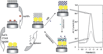 Graphical abstract: Biocatalytic growth of gold agglomerates on an electrode for aptamer-based electrochemical detection