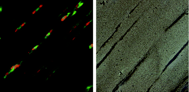 Graphical abstract: In vitro engineering of transitional tissue by patterning and functional control of cells in fibrin gel