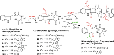 Graphical abstract: Reconstruction of pyrrolo[2,3-b]indoles carrying an α-configured reverse C3-dimethylallyl moiety by using recombinant enzymes