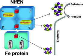 Graphical abstract: Dual functions of NifEN: insights into the evolution and mechanism of nitrogenase