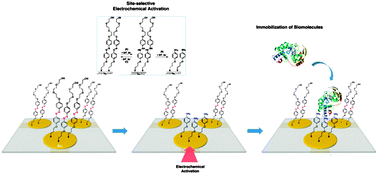 Graphical abstract: Electrochemical cleavage of azo linkage for site-selective immobilization and cell patterning