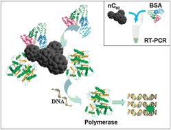 Graphical abstract: Inhibition of polymerase activity by pristine fullerene nanoparticles can be mitigated by abundant proteins