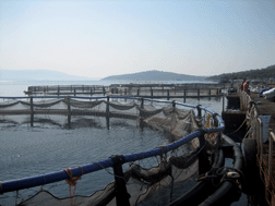 Graphical abstract: PAHs and n-alkanes in Mediterranean coastal marine sediments: aquaculture as a significant point source