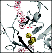 Graphical abstract: The role of Glu498 in the dioxygen reactivity of CotA-laccase from Bacillus subtilis