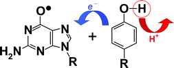 Graphical abstract: Reduction of electron deficient guanine radical species in plasmid DNA by tyrosine derivatives